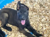 Luke, a male Belgian Malinois for sale in Venus, FL – 8 of 8