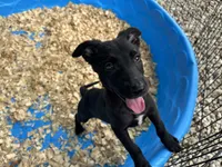 Xena, a female Belgian Malinois for sale in Venus, FL – 5 of 5