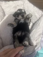 Penny, a female Miniature Schnauzer for sale in Cohutta, GA – 3 of 7