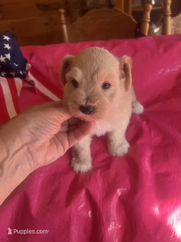 Mercy – Miniature Schnauzer puppy for sale in Cohutta, GA