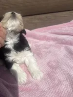 Lilly, a female Miniature Schnauzer for sale in Cohutta, GA – 7 of 7