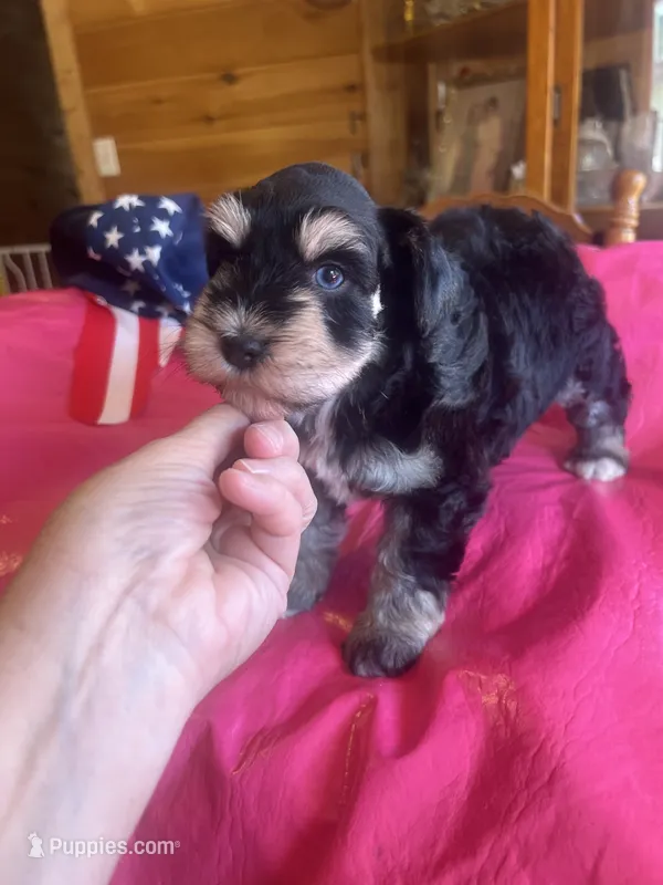 Kerry – Miniature Schnauzer puppy for sale in Cohutta, GA