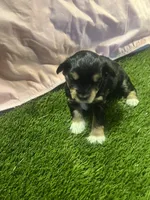 Asia🥰😘, a female Miniature Schnauzer for sale in Cohutta, GA – Photo 4 of 4