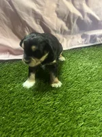 Asia🥰😘, a female Miniature Schnauzer for sale in Cohutta, GA – Photo 3 of 4