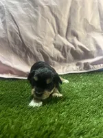 Asia🥰😘, a female Miniature Schnauzer for sale in Cohutta, GA – Photo 1 of 4