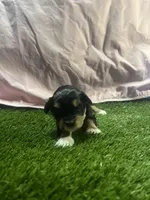 Asia🥰😘, a female Miniature Schnauzer for sale in Cohutta, GA – Photo 2 of 4