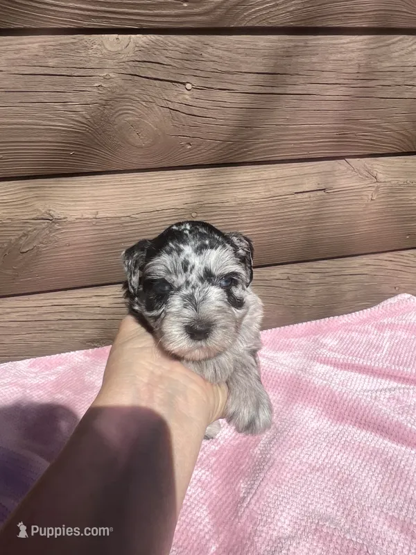 Luna – Miniature Schnauzer puppy for sale in Cohutta, GA
