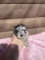 Luna, a female Miniature Schnauzer for sale in Cohutta, GA – 1 of 7