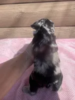 Luna, a female Miniature Schnauzer for sale in Cohutta, GA – 2 of 7