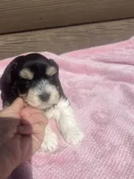 Lilly, a female Miniature Schnauzer for sale in Cohutta, GA – 2 of 7