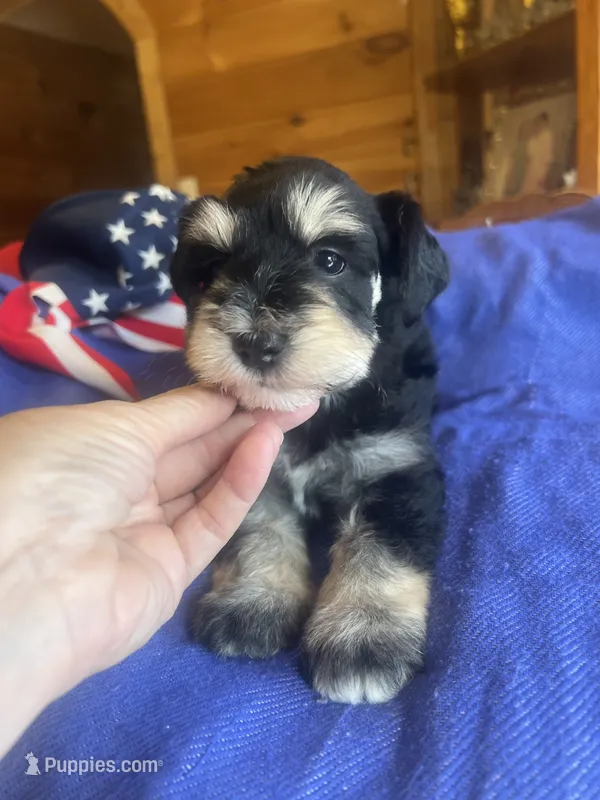 Billy – Miniature Schnauzer puppy for sale in Cohutta, GA