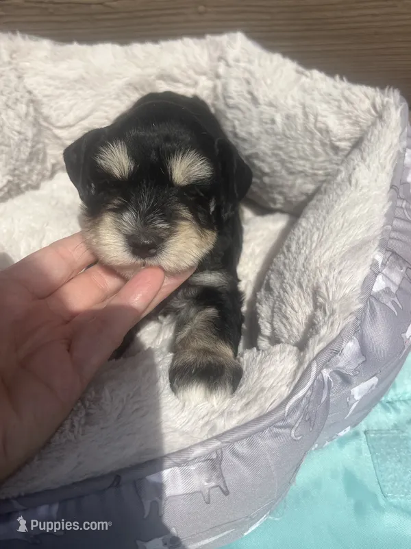 Penny – Miniature Schnauzer puppy for sale in Cohutta, GA