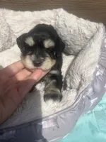 Penny, a female Miniature Schnauzer for sale in Cohutta, GA – 1 of 7