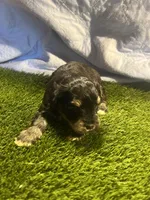 Zane, a male Miniature Schnauzer for sale in Cohutta, GA – Photo 5 of 7