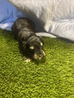 Zane, a male Miniature Schnauzer for sale in Cohutta, GA – Photo 4 of 7