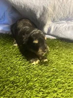 Zane, a male Miniature Schnauzer for sale in Cohutta, GA – Photo 2 of 7