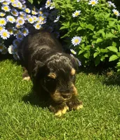Zane, a male Miniature Schnauzer for sale in Cohutta, GA – Photo 3 of 7