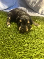 Zane, a male Miniature Schnauzer for sale in Cohutta, GA – Photo 1 of 7