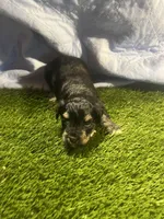 Zane, a male Miniature Schnauzer for sale in Cohutta, GA – Photo 6 of 7