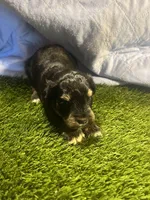 Zane, a male Miniature Schnauzer for sale in Cohutta, GA – Photo 7 of 7