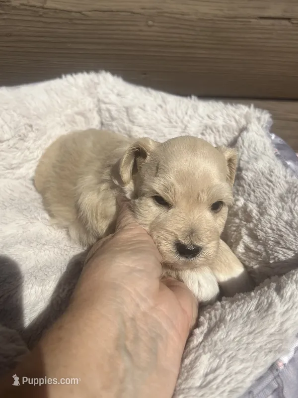 Mercy – Miniature Schnauzer puppy for sale in Cohutta, GA