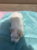 Markus, a male Miniature Schnauzer for sale in Cohutta, GA – 4 of 6