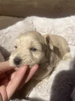 Grace, a female Miniature Schnauzer for sale in Cohutta, GA – 2 of 4