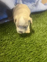 Harmaney, a female Miniature Schnauzer for sale in Cohutta, GA – Photo 5 of 6