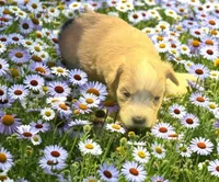 Harmaney, a female Miniature Schnauzer for sale in Cohutta, GA – Photo 1 of 6