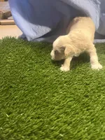 Harmaney, a female Miniature Schnauzer for sale in Cohutta, GA – Photo 4 of 6