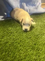 Harmaney, a female Miniature Schnauzer for sale in Cohutta, GA – Photo 6 of 6