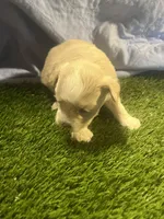 Harmaney, a female Miniature Schnauzer for sale in Cohutta, GA – Photo 3 of 6