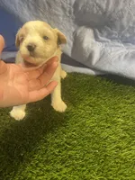 Harmaney, a female Miniature Schnauzer for sale in Cohutta, GA – Photo 2 of 6