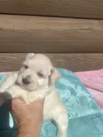 Isac, a male Miniature Schnauzer for sale in Cohutta, GA – 4 of 6