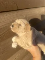 Mercy, a female Miniature Schnauzer for sale in Cohutta, GA – 2 of 4