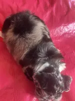 Luna SOLD, a female Miniature Schnauzer for sale in Cohutta, GA – 3 of 10