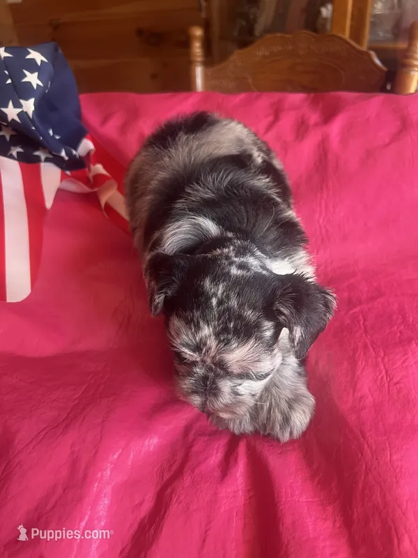 Luna – Miniature Schnauzer puppy for sale in Cohutta, GA