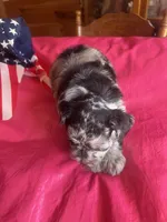Luna SOLD, a female Miniature Schnauzer for sale in Cohutta, GA – 1 of 10