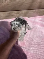 Luna, a female Miniature Schnauzer for sale in Cohutta, GA – 5 of 7