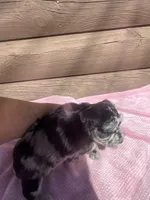 Luna, a female Miniature Schnauzer for sale in Cohutta, GA – 3 of 7