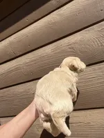Tinker, a female Miniature Schnauzer for sale in Cohutta, GA – 4 of 5