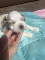 Markus, a male Miniature Schnauzer for sale in Cohutta, GA – 5 of 6