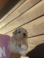 Mercy, a female Miniature Schnauzer for sale in Cohutta, GA – 3 of 4