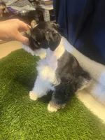 Eli, a male Miniature Schnauzer for sale in Cohutta, GA – Photo 5 of 5