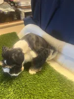 Eli, a male Miniature Schnauzer for sale in Cohutta, GA – Photo 3 of 5