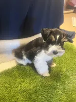 Eli, a male Miniature Schnauzer for sale in Cohutta, GA – Photo 4 of 5