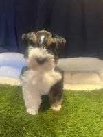 Eli, a male Miniature Schnauzer for sale in Cohutta, GA – Photo 1 of 5