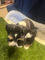 Eli, a male Miniature Schnauzer for sale in Cohutta, GA – Photo 2 of 5