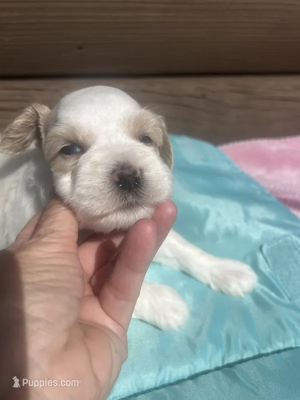 Markus – Miniature Schnauzer puppy for sale in Cohutta, GA