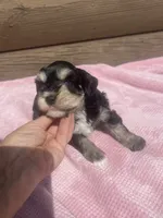 Kerry, a female Miniature Schnauzer for sale in Cohutta, GA – 4 of 6